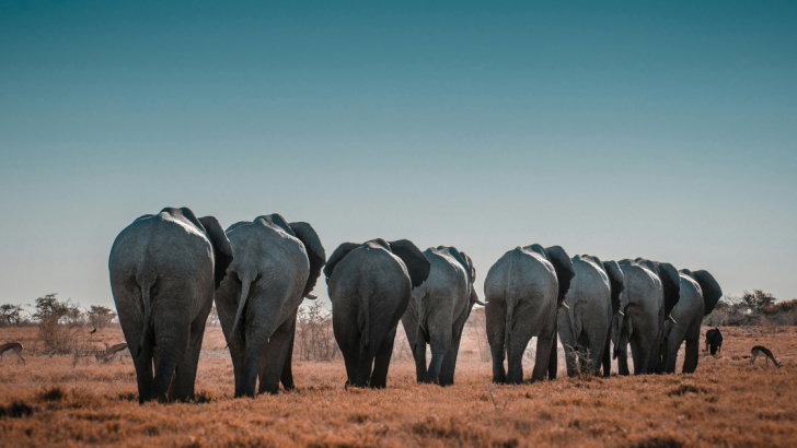 elefanti camminano nella savana