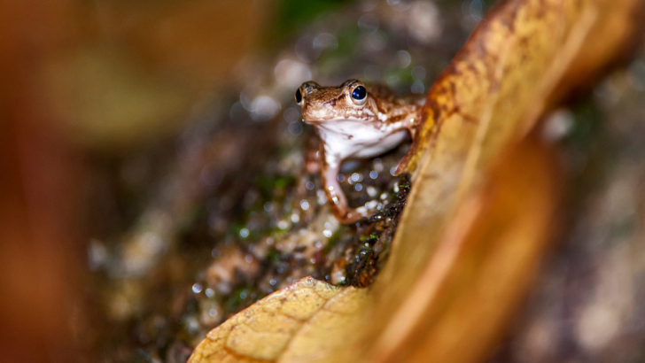 Crossodactylus schmidti