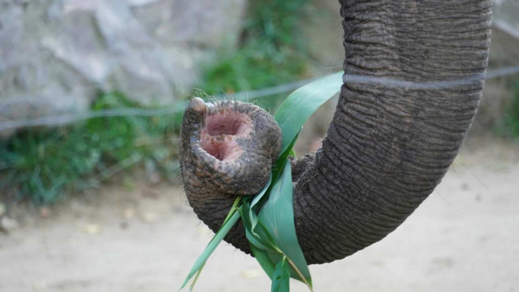 proboscide elefante