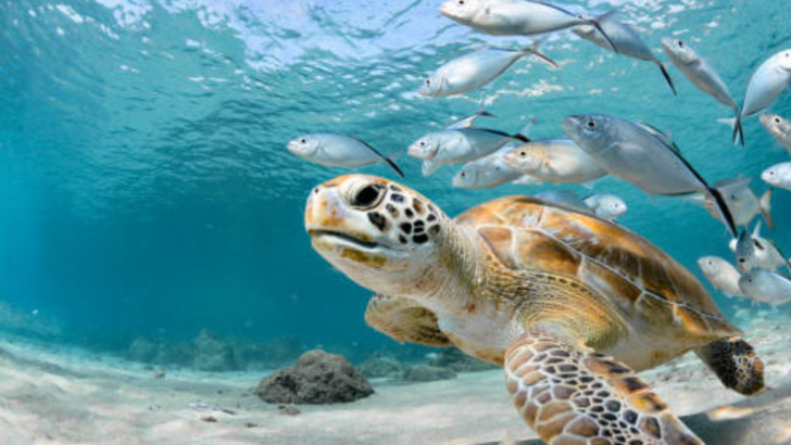 tartaruga nel fondo del mare