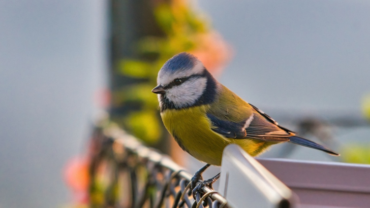 Cinciarella posata su una ringhiera metallica, con piumaggio giallo sul petto e blu su testa e ali, illuminata da luce calda con sfondo urbano sfocato