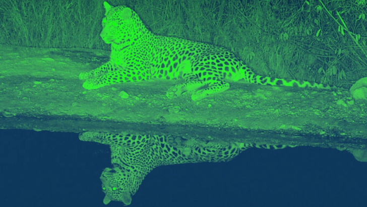 foto tigre infrarossi