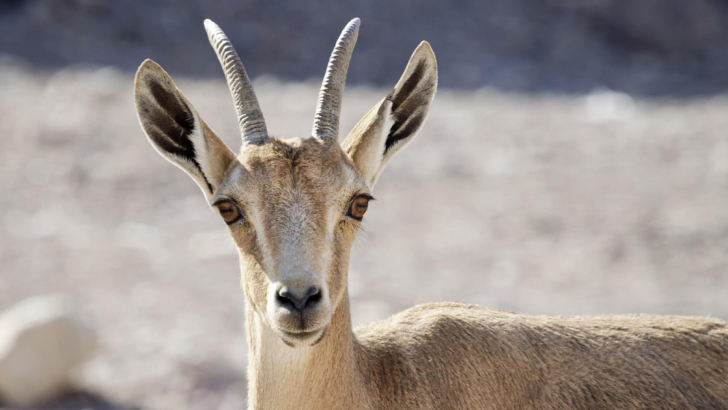 Primo piano di un ungulato. Ha corna sottili e ricurve all’indietro, grandi orecchie e un mantello color sabbia. Sullo sfondo si intravede un paesaggio roccioso e arido, sfocato 