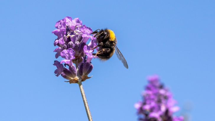 Primo piano di un bombo nero e giallo appoggiato su un fiore viola, mentre raccoglie nettare. Lo sfondo è sfocato, con tonalità azzurre e un secondo fiore viola fuori fuoco