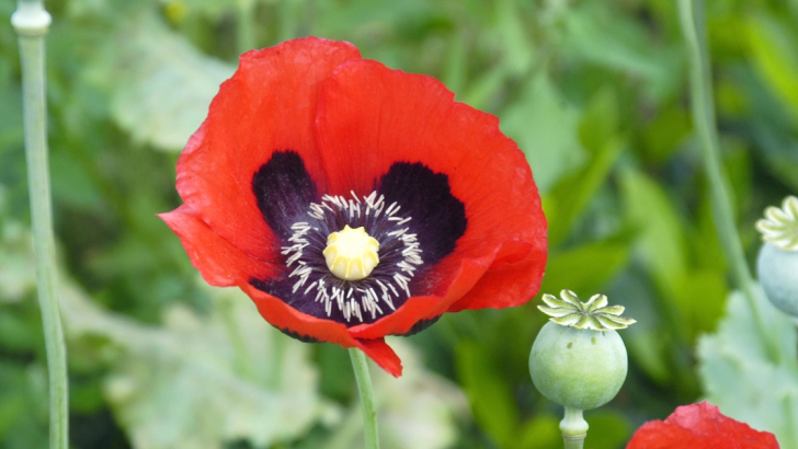 Papaver somniferum