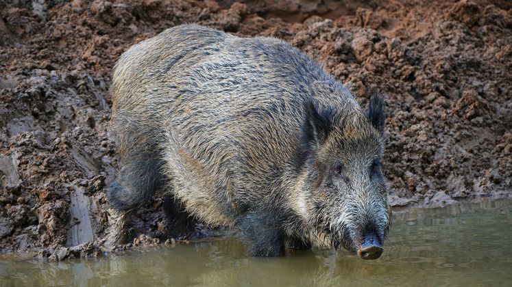 Foto di un esemplare di cinghiale
