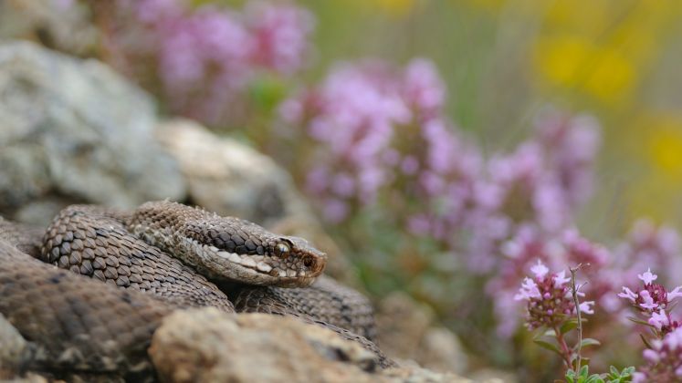 vipera vipera