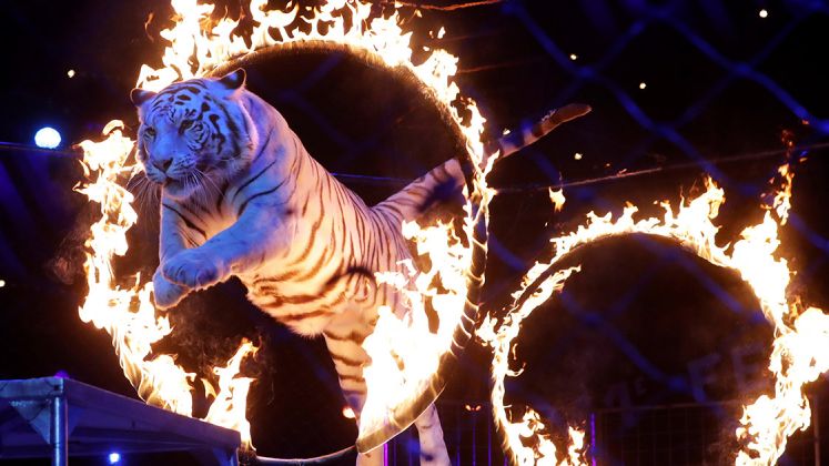 tigre al circo