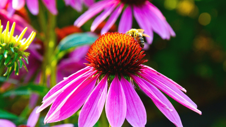 fiore
