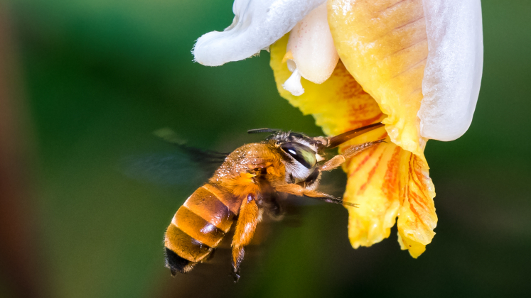 Un'ape della specie Amegilla insularis mentre impollina un fiore. Immagine: Zestin Soh