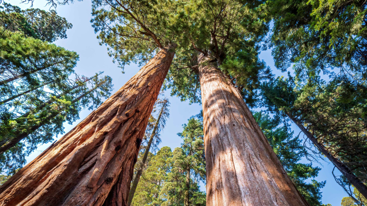 Grandi alberi