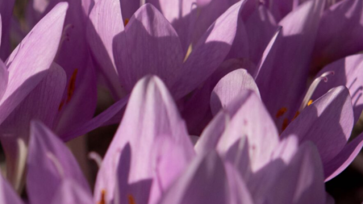 fiore