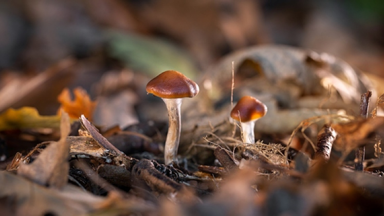 Funghi contenenti psilocibina