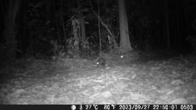 ocelot e opossum