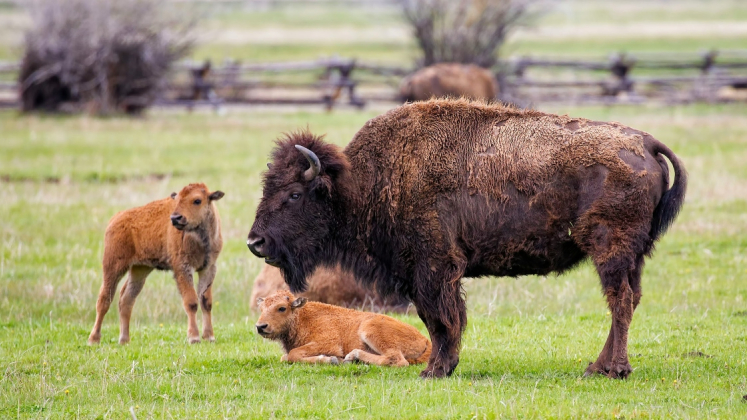 bisonte con cuccioli in prateria